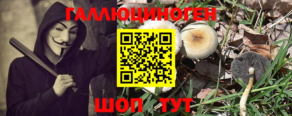 Псилоцибиновые грибы Psilocybe  Вход с VPN  Выборг 